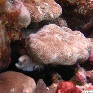 Kona_Diving_2005_SB18