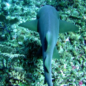 Belize Shark