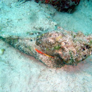 False Stonefish - Kapalai