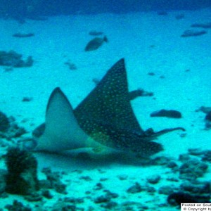 Spotted eagle ray - 2