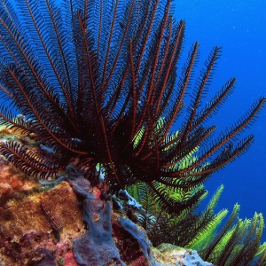 Feather star