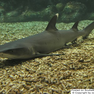 Reef Shark