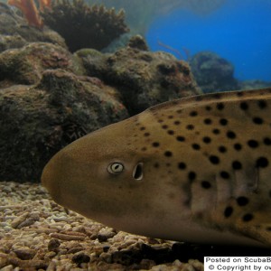 Leopard Shark