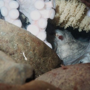 Nesting Octopus