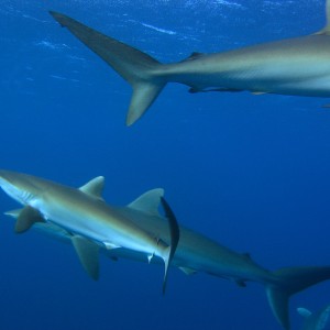 Cuba schooling Silky Sharks