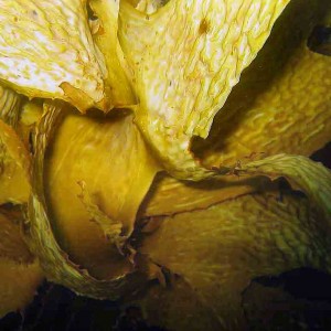 Wellington Kelp fronds