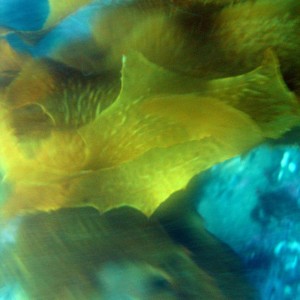 wellington kelp movement