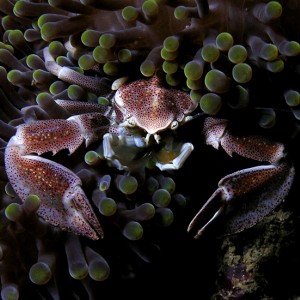 Porcelain crab nestled in