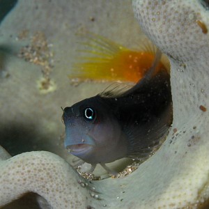 Mr. Blenny