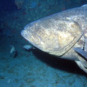 grouper