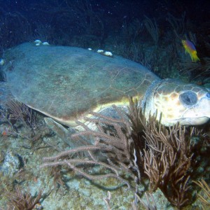 turtlefish1