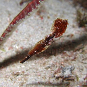 Robust Ghost Pipefish