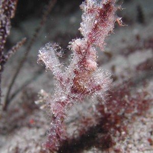 Rough Ghost Pipefish