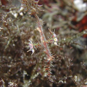 ornate ghost pipefish