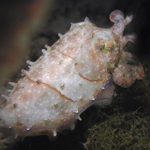 Stumpy Spined Cuttlefish