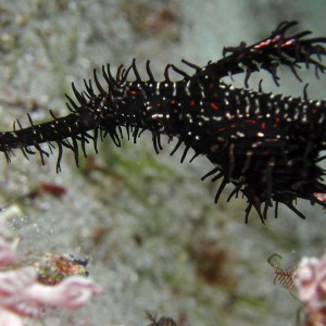 Black ornate Ghost Pipefish