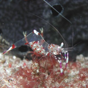 Periclemenes Holtuisi with Eggs