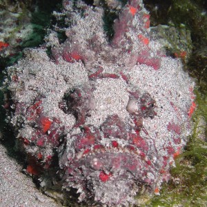 Exposed neighbour of hidden Stonefish