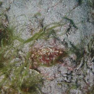 Camoflaged Stonefish