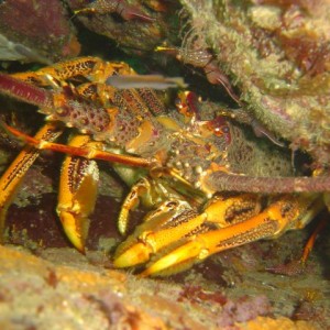 Tassie Crayfish