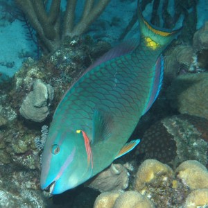 Parrotfish - Belize