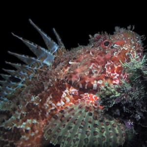 Scorpionfish