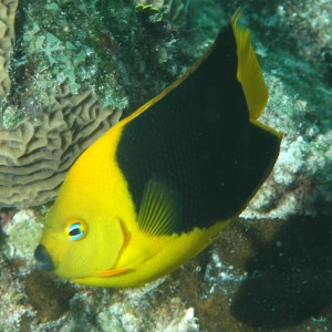 Rock Beauty - Belize