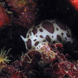 Nudibranch