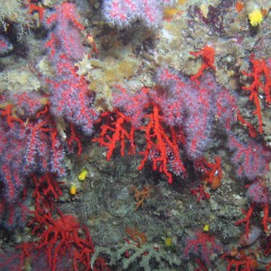 Red flowering coral