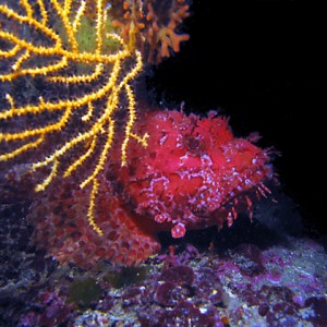 Scorpionfish