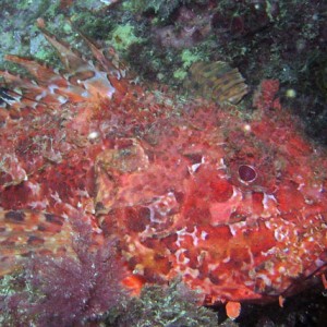 Scorpionfish