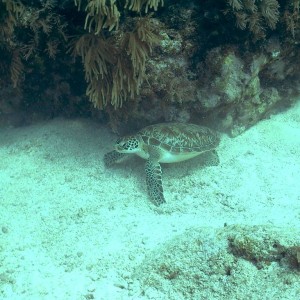 032205 Key Largo, FL (Molasses Reef) -1