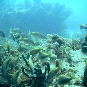 032205 Key Largo, FL (Molasses Reef) -3