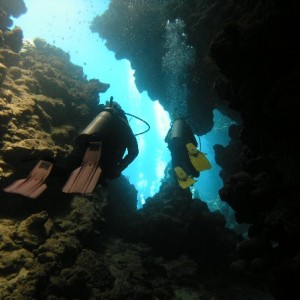 Jack Fish Alley - Red Sea