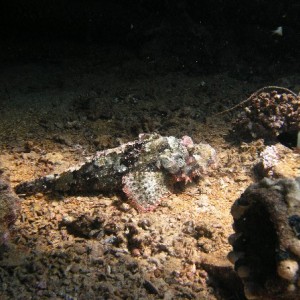 Scorpion Fish - Yolanda