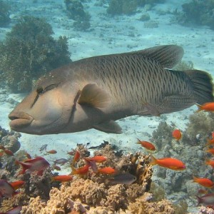 Napolean Wrasse