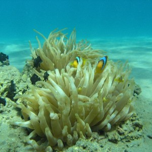 Clown Anenome Family