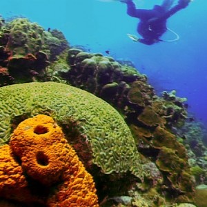 Brain Coral - Bonaire