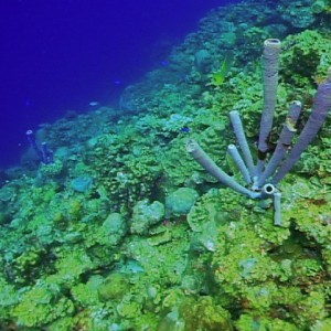 Sponges & Coral - Bonaventura, Kleine Bonaire