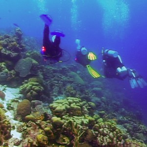 Divers - Something Special, Bonaire