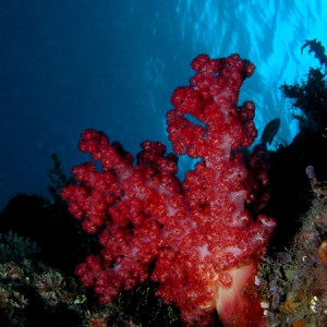 Crimson Tree Coral