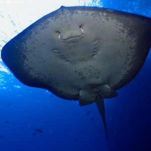 Short Tailed Stingray