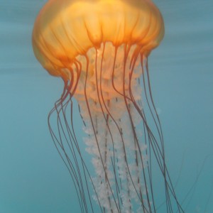 Jellyfish