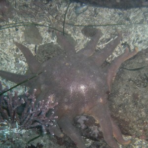 Solaster