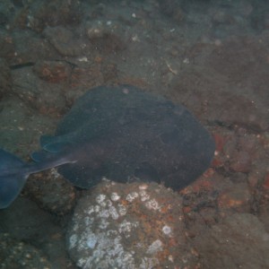 Pacific Electric Ray