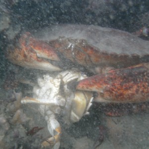 Crab lunch