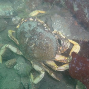 Dungeness Crab