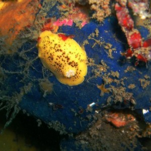 Yellow Nudibranch