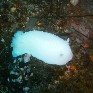 White Nudibranch