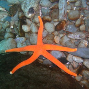 Henricia Starfish